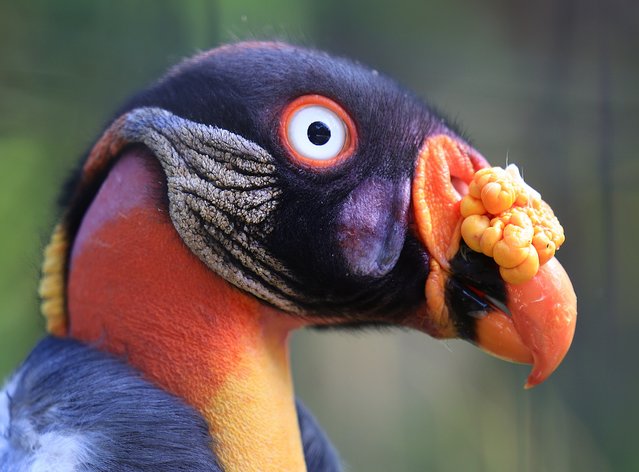 A king vulture is pictured at the Berlin Zoo, Germany, 20 August 2025. (Photo by Hannibal Hanschke/EPA)