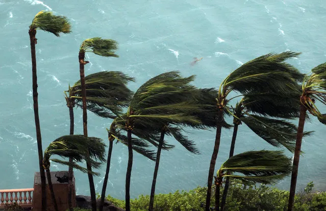 Wind brought by Hurricane Matthew blow palm trees on Paradise Island in Nassau, Bahamas, Thursday, October 6, 2016. (Photo by Tim Aylen/AP Photo)