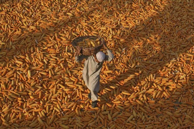 A boy carries a basket as he walks over corn kept for drying outside a mosque in Mathwar village, northwestern Jammu, in this November 8, 2012 file photo. India produces 23-24 million tonnes of corn, with Bihar accounting for nearly 3 million tonnes, according to trade and industry estimates. If other big producing states fail to match Bihar's gains, rising consumption would cut into Indian exports that now average 3.4-4.5 million tonnes a year. (Photo by Mukesh Gupta/Reuters)