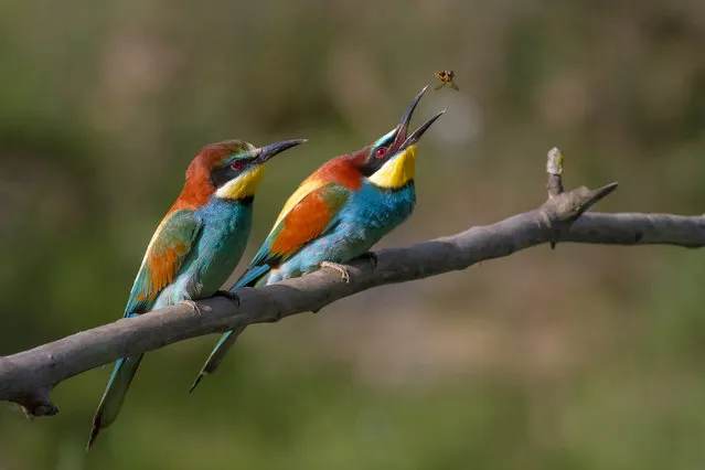 Pair of Merops apiaster feeding. European Bee-eater, Ariège, France. The female (in front) awaits the offering which the male will make. (Photo by Pierre Dalous)