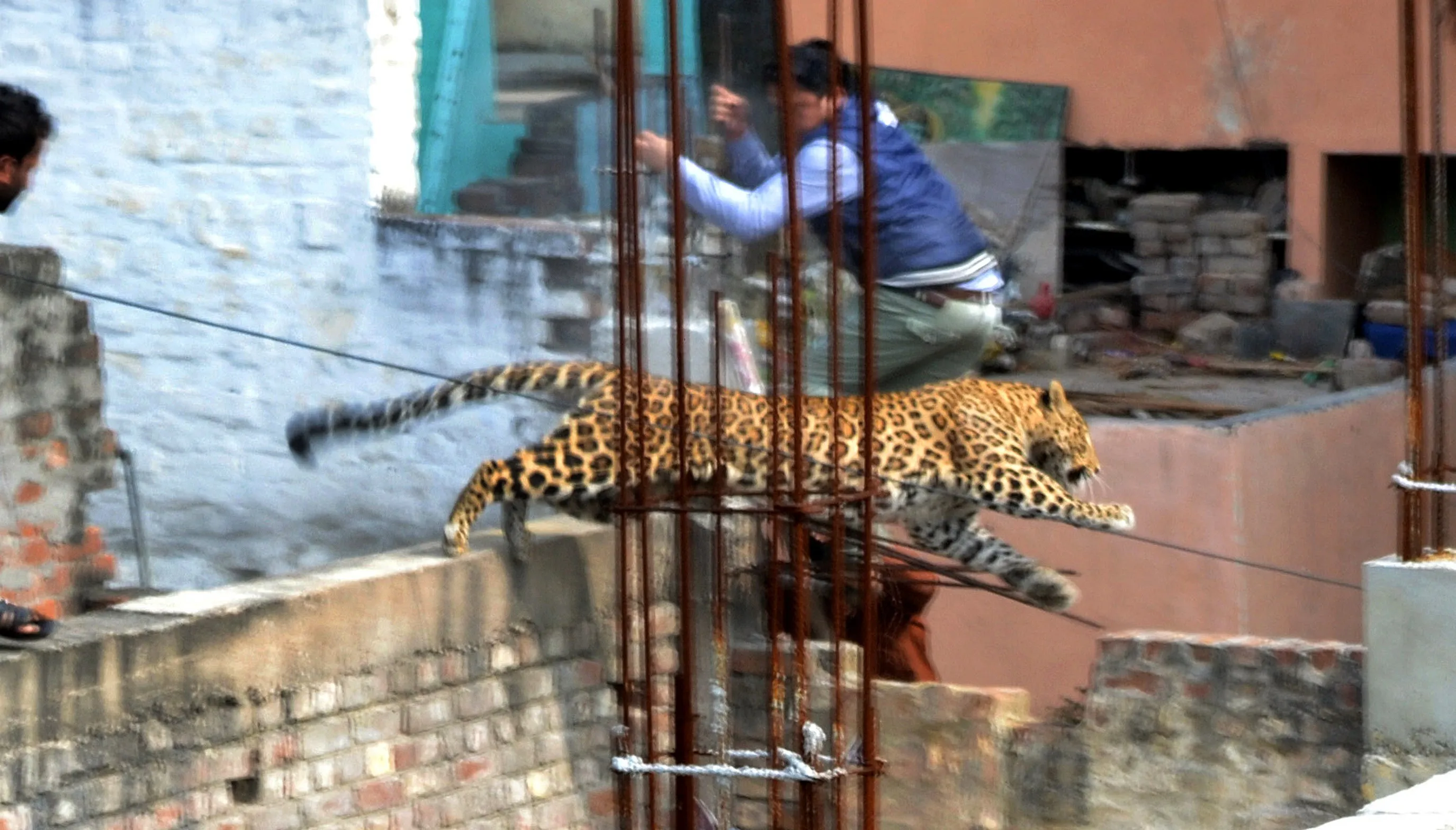 Индия нападения. Леопард в Индии. Индия нападение леопарда. Леопард в городе. Леопарды в Мумбаи.