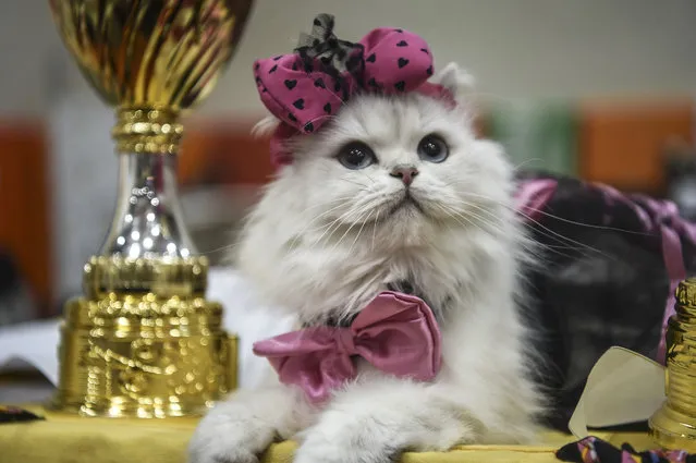 A cat is pictured next to trophies during a world cats show contest organized by the World Cat Federation (WCF) on October 16, 2016 in Istanbul. (Photo by Ozan Kose/AFP Photo)