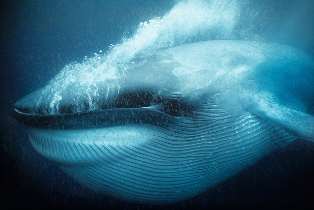 A new book published by the UK Natural History Museum showcases some of the most memorable underwater photographs taken over the last few decades in its annual wildlife photographer of the year competition. Here: Big blue mouthful by Doc White. “This picture was the first ever to show, full frame, a blue whale with its throat pouch expanded, the pleats forced open by the engulfment of a gargantuan amount of water and shrimp-like krill. Having lunged through the krill swarm, the whale is expelling the water, forcing it through the massive sheets of hair-like baleen material, which hang from its mouth. To find large enough aggregations of krill, a blue whale is forced to travel great distances. But when a large swarm is located, the lunge-feeding technique is highly energy-efficient”. (Photo by Doc White/Unforgettable Underwater Photography/NHM)