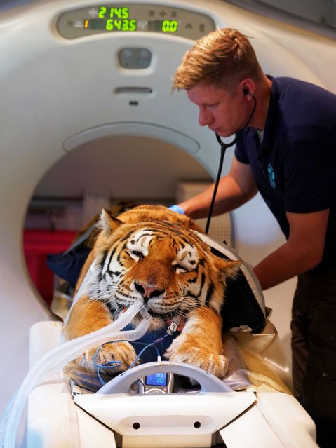 Luca, an Amur Tiger, being prepared for a CT scan to investigate locomotion abnormalities at the Big Cat Sanctuary near Ashford in Kent, UK on October 27, 2025. Luca is one of three big cats being scanned at the sanctuary with a mobile unit brought to the site which is the first time it has been tried. (Photo by Gareth Fuller/PA Wire)