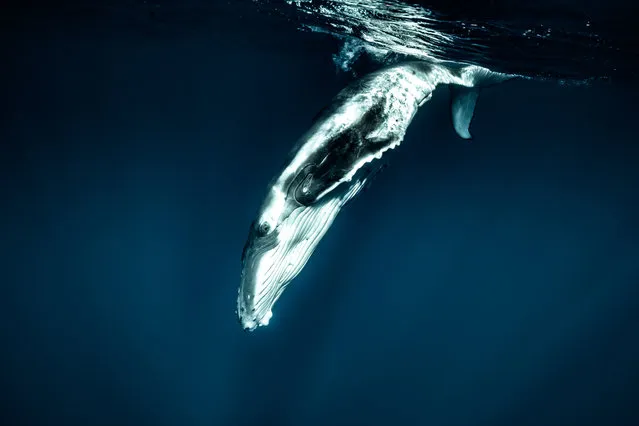 “Every whale is different. You get a feeling of what to do”. (Photo by Rita Kluge/The Guardian)