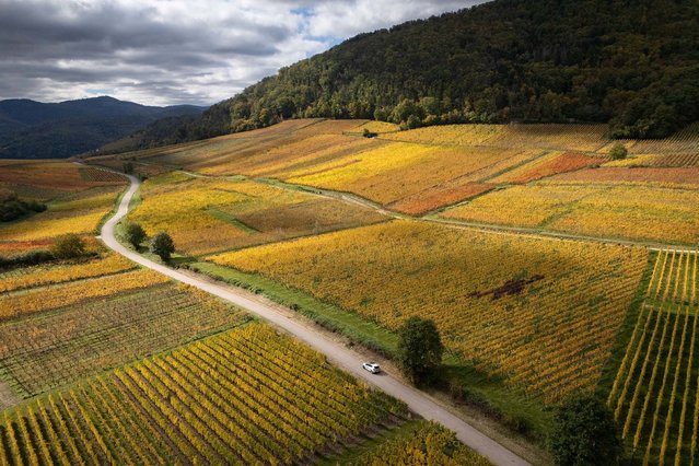 This aerial photograph shows a car passing by fields and vineyards on an autumn day in Hunawihr, Alsace, eastern France, on October 15, 2025. (Photo by Sebastien Bozon/AFP Photo)