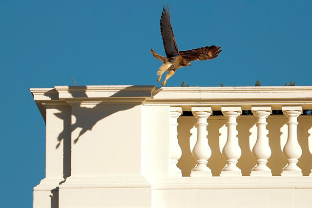 A hawk takes off from the balustrade along the north side of the White House roof just before White House Press Secretary Karoline Leavitt speaks to reporters on November 24, 2025 in Washington, DC. Leavitt answer questions outside the West Wing following a television interview on the South Lawn. (Photo by Chip Somodevilla/Getty Images)