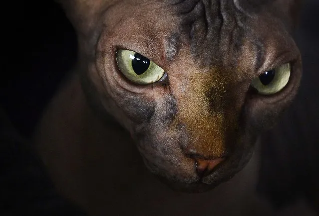 The Sphynx cat “Amhara's Mira”,  owned by breeder Sabine Braeuer, waits prior to the competition during the International Pedigree Dog and Purebred Cat Exhibition in Erfurt, Germany, on June 16, 2013. 4,000 dogs and 150 cats from 20 countries are being shown at the exhibition. (Photo by Jens Meyer/Associated Press)
