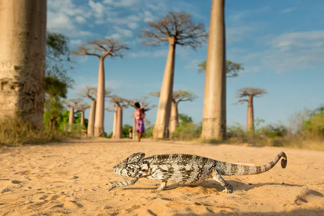 “Walking Chameleon”. It is a domestic animal of a small boy. Location: Madagaskar, Baobab avenue. (Photo and caption by Ondrej Zaruba/National Geographic Traveler Photo Contest)
