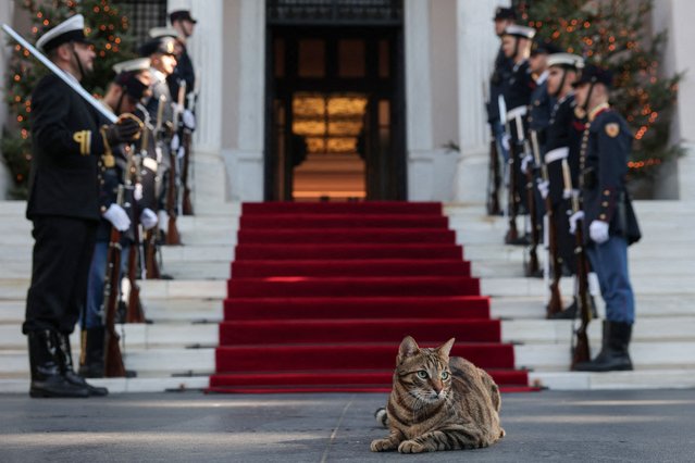 A cat called Clio sits by the red carpet, just before the meeting between Greek Prime Minister Kyriakos Mitsotakis welcomes Moldovan President Maia Sandu in Athens, Greece, on December 15, 2025. (Photo by Louisa Gouliamaki/Reuters)