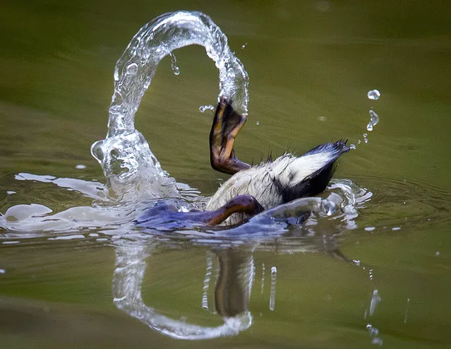 A duckling dives in a small pond in the outskirts of Frankfurt, Germany, Wednesday, July 4, 2018. (Photo by Michael Probst/AP Photo)