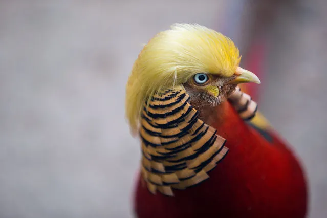 A golden pheasant is seen at Hangzhou Safari Park in Hangzhou, Zhejiang Province, China, November 13, 2016. According to local media, the pheasant gains popularity as its golden feathers resemble the hairstyle of U.S. President-elect Donald Trump. (Photo by Reuters/Stringer)