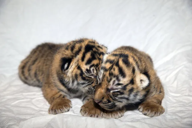 A newly released on December 14, 2015 photograph of two tiger cubs born on 29 November in Sydney, Australia. (Photo by Dreamworld/Xinhua Press/Corbis)