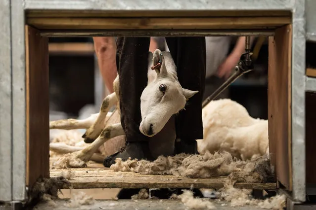 Farmer Pip Simpson' s sheep and rams are shorn by professional shearers on his farm in Troutbeck village in the Lake District National Park, near the town of Ambleside, northern England on July 20, 2018. (Photo by Oli Scarff/AFP Photo)