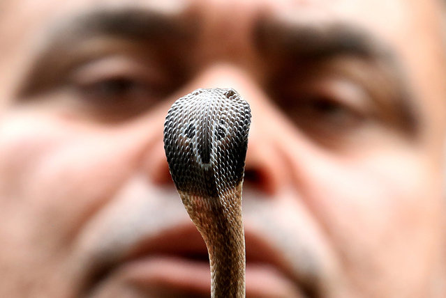 Mohammed Saleem, a snake catcher commonly known as Saleem Saap wale shows a baby cobra retrieved from a residential area near Bhopal in Madhya Pradesh, India, 03 August 2018. Hundreds of snakes come out towards the residential area of Bhopal every month due to the humidity and ongoing rainy season. Mohammed Saleem has been serving the society for the last 37 years and has caught thousands of snakes of different types including Cobra, Russell wiper, Python, and red snakes. Saleem also tries to eradicate superstitions and myths associated with snakes by conducting workshops in schools and other public gatherings. (Photo by Sanjeev Gupta/EPA/EFE)