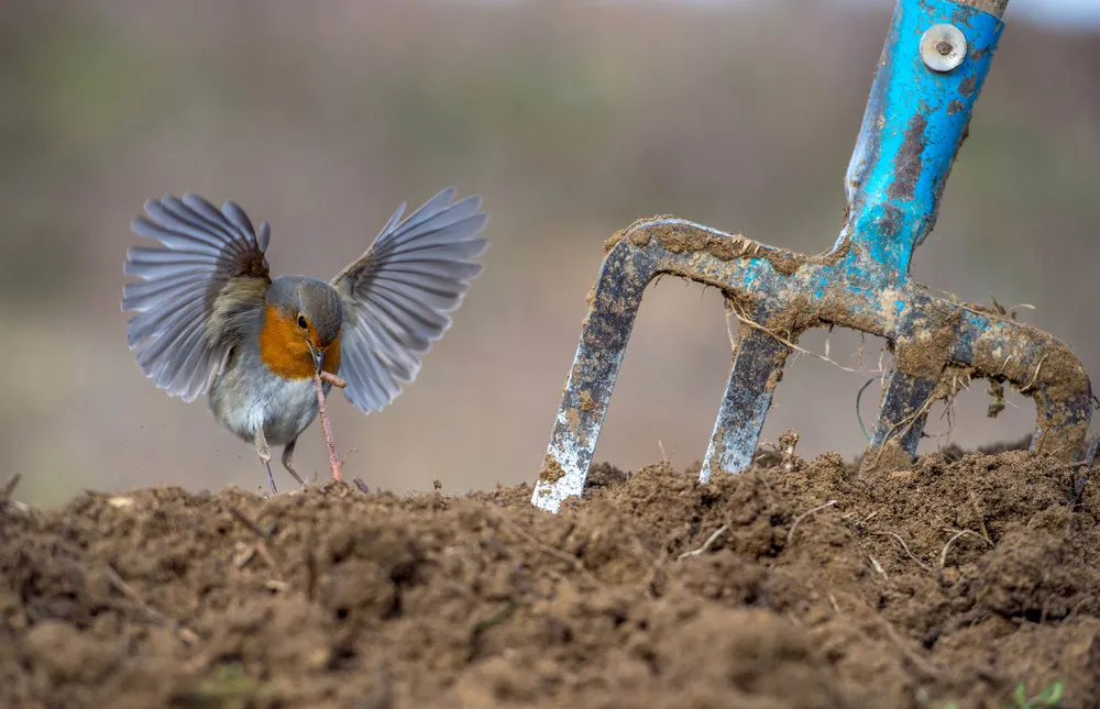 UK 2018 Bird Photographer of the Year Winners