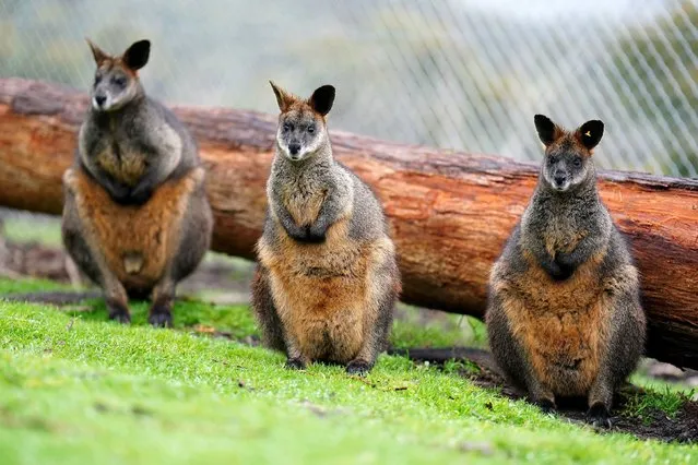 A general view of wallabies at Cleland Wildlife Park, Adelaide, Sydney on Sunday, July 30, 2023. (Photo by Zac Goodwin/PA Images via Getty Images)