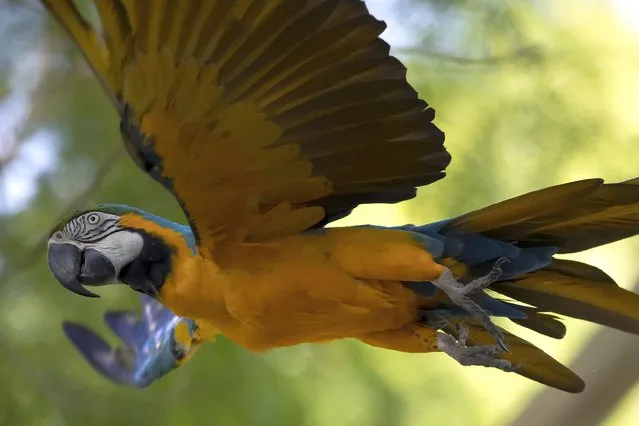 A blue-and-yellow macaw that zookeepers named Juliet flies outside the enclosure where macaws are kept at BioParque, in Rio de Janeiro, Brazil, Wednesday, May 5, 2021. Juliet is believed to be the only wild specimen left in the Brazilian city where the birds once flew far and wide. (Photo by Bruna Prado/AP Photo)