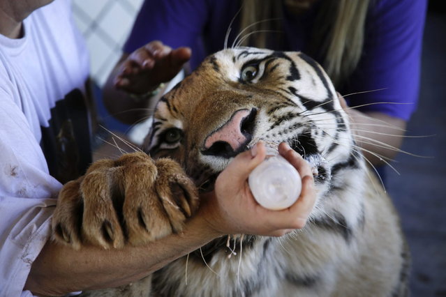 Dan, a two-year-old tiger, drinks from a nursing bottle held by his caretaker Ary Borges, left, at Borges' home in Maringa, Brazil, Thursday, September 26, 2013. Borges is in a legal battle with federal wildlife officials to keep his endangered animals from undergoing vasectomies and being taken away from him. He defends his right to breed the animals and says he gives them a better home than they might find elsewhere in Brazil. (Photo by Renata Brito/AP Photo)
