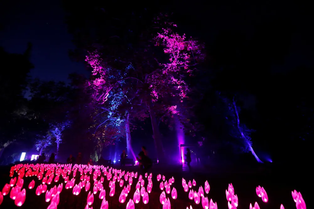 “Forest of Light”