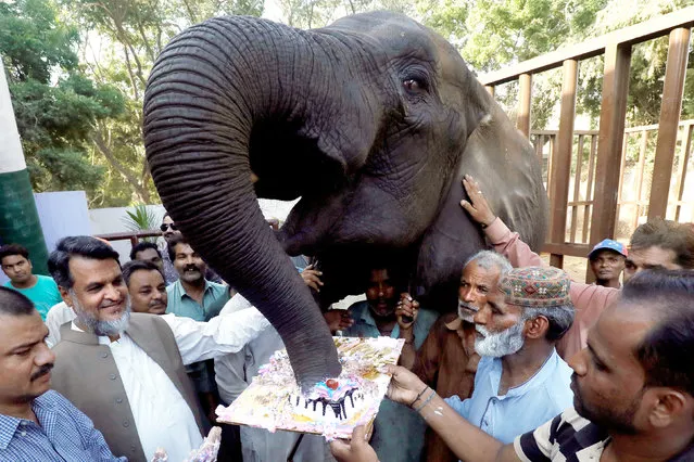 Zoo staff gather as a female elephant named Noor Jahan eats cake on the occassion of her 14th birthday celebration at the Zoological Garden in Karachi, Pakistan October 4, 2018. (Photo by Akhtar Soomro/Reuters)