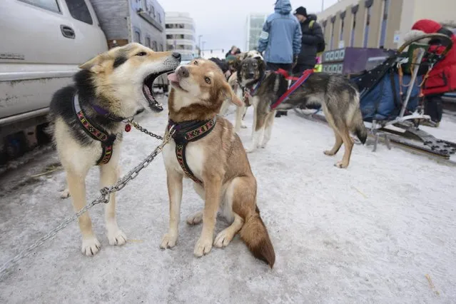 Dogs from Michelle Phillips's team play as they wait for the 2015 ceremonial start of the Iditarod Trail Sled Dog race in downtown Anchorage, Alaska March 7, 2015. The timed portion of the race, which typically lasts nine days or longer, begins on Monday in Fairbanks, about 300 miles (482 km) away. Traditionally held in Willow, the timed start was moved to Fairbanks this year to accommodate an alternate trail selected after race officials deemed sections of the traditional path unsafe.    REUTERS/Mark Meyer  (UNITED STATES - Tags: SPORT ANIMALS SOCIETY)S SOCIETY)