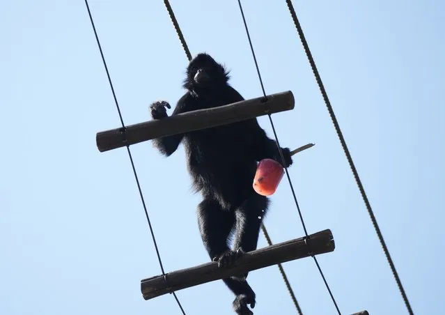 A spider monkey carries frozen fruit as icy snacks are handed out to animals at the BioParque do Rio amid an intense heat wave in Rio de Janeiro, Brazil, Friday, September 22, 2023. (Photo by Silvia Izquierdo/AP Photo)