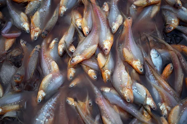 Anchovies are pictured in icy waters at a fish market in Mumbai, India, October 29, 2018. (Photo by Francis Mascarenhas/Reuters)