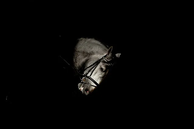 A view of the head of a horse during the SICAB Equestrian Trade Show taking place at the Convention Centre of Seville, southern Spain, 13 November 2018. Around 340 equine breedings will gather at the 28th SICAB Fair to present more than a thousand of horses from 13 to 18 November. (Photo by Raul Caro/EPA/EFE)