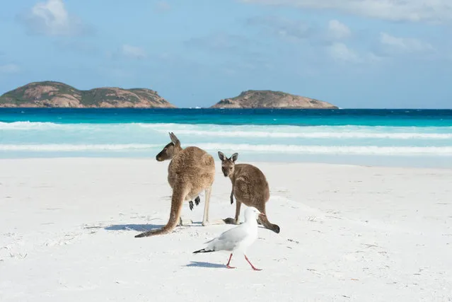 Kangaroos enjoy the pristine white sand of Lucky Bay, Esperance, Australia on February 16, 2016. Lucky Bay, named by the department of soils and terrain as Australia's “whitest beach”, is set against a stunning seascape of 110 islands of the Recherche Archipelago. (Photo by James D. Morgan/Rex Features/Shutterstock)
