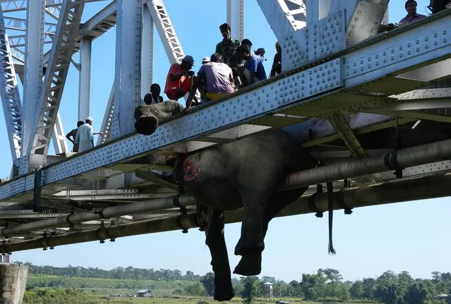 Indian forest department personel inspect the carcass of an elephant which was hit by a speeding train on a railway bridge at Jaldhaka village, Khunia range in Jalpaiguri district in eastern West Bengal state on November 14, 2013. At least seven elephants were killed after a passenger train hit a herd of elephants while they were crossing a railway track near a bridge, local media reported. (Photo by AFP Photo)