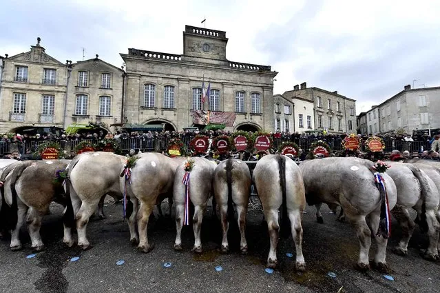 French oxen adorned with flowers stand in line on the Cathedral square on February 4, 2016 in Bazas, southwestern France during the Bazas cattle competition. This competition, which includes the animal blessing by a priest, takes place every thursay before “Fat Tuesday” since 1283. (Photo by Georges Gobet/AFP Photo)