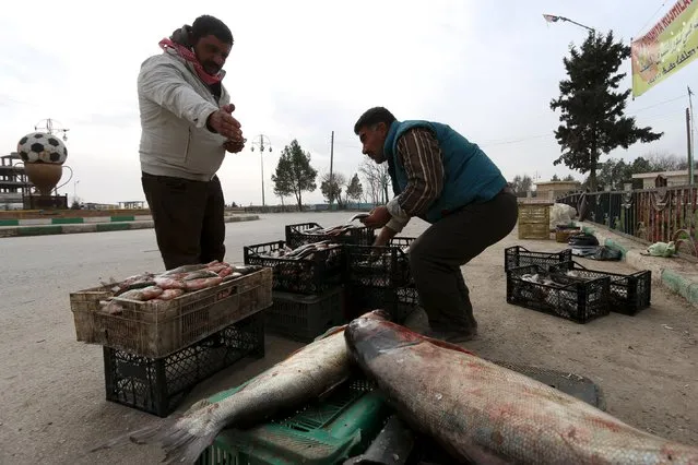 A street vendor sells fish at the outskirts of the Syrian town of Ras al-Ain, close to the Turkish border, January 23, 2016. (Photo by Rodi Said/Reuters)