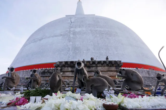 A group of monkeys eat flowers and food offered by Buddhist devotees during a New Year religious ceremony at Ruwanwelisaya Stupa in Anuradhapura, Sri Lanka January 1, 2017. (Photo by Dinuka Liyanawatte/Reuters)