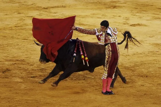 Spanish bullfighter Miguel Angel Perera performs a pass to a bull during a bullfight at the Malagueta bullring in Malaga, southern Spain, April 4, 2015. (Photo by Jon Nazca/Reuters)