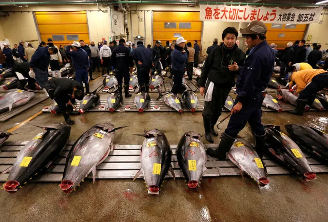 Wholesalers check the quality of fresh tuna displayed at the Tsukiji fish market before the New Year's auction in Tokyo, Japan, January 5, 2017. (Photo by Issei Kato/Reuters)