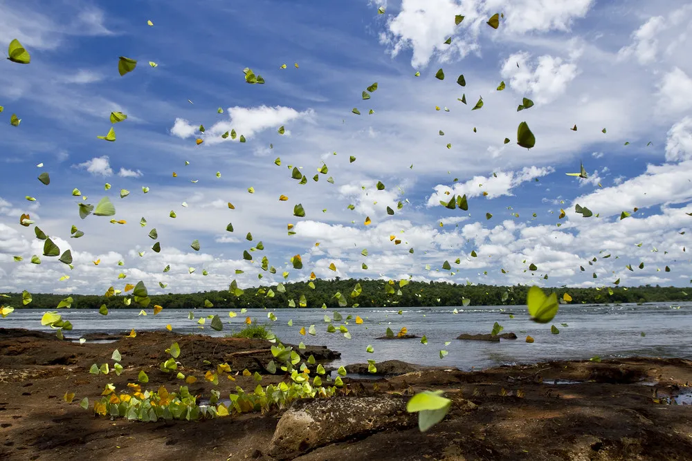 ALL 2013 National Geographic Photo Contest – in HIGH RESOLUTION. Part 4 “Nature”, Week 4