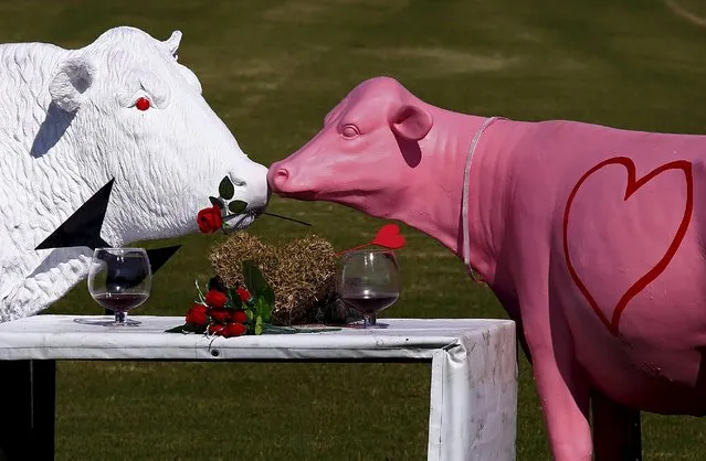 Sculptures in the shape of cows are displayed in a paddock ahead of Valentine's Day on the outskirts of the town of Nowra, south of Sydney, Australia, February 13, 2016. The cow sculptures have become a local tradition to mark Valentine's Day, which is celebrated on February 14. (Photo by David Gray/Reuters)