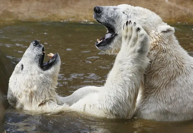Four-year-old polar bears, brothers Gregor and Aleut, play in the water in early spring sunshine at their enclosure at the Zoo in Warsaw, Poland, on Wednesday, April 8, 2015. (Photo by Czarek Sokolowski/AP Photo)