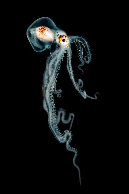 Macro category runner-up. Pelagic Octopus at Night by Helen Brierley (US). Location: Kona, Hawaii. “Suspended in the inky blackness of the open ocean where the water is thousands of feet deep, a myriad of weird and wonderful creatures came into view in the narrow focus light beam. They were making their nightly journey towards the surface to feed. Using our lights to help locate their prey ... I was able to take several shots of this tiny octopus as he drifted by, but he disappeared again into the darkness all too soon”. (Photo by Helen Brierley/Underwater Photographer of the Year 2016)
