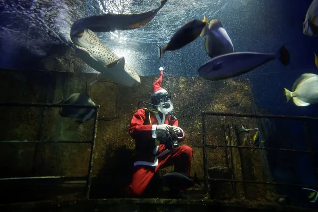 A diver dressed as Santa Claus feeds sharks and fish inside a fish tank at the Malta National Aquarium in Qawra, Malta on December 1, 2023. (Photo by Darrin Zammit Lupi/Reuters)