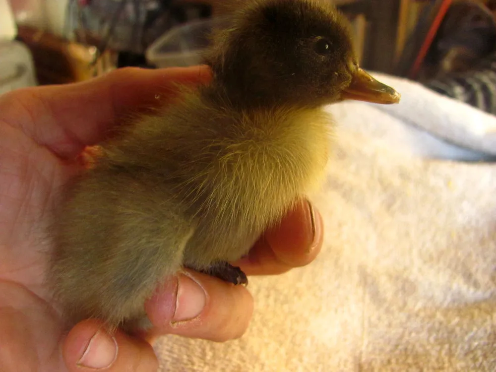 How this Man’s Saved a Duckling