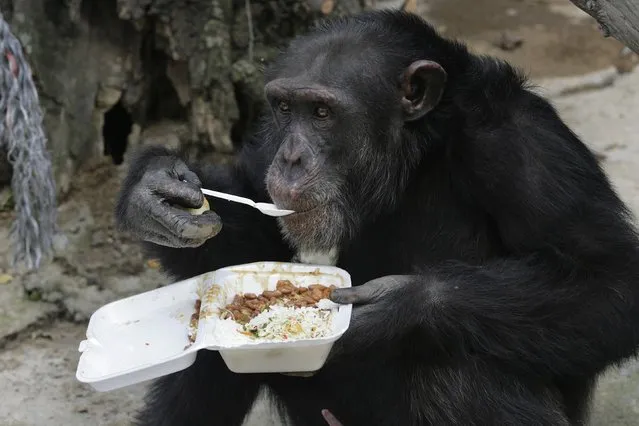 A chimpanzee eats its lunch using a spoon at Villa Lorena animal refugee center in Cali, in this file photo taken October 20, 2009. An animal rights group, in what it says is a worldwide first, has been granted a court hearing in which it will argue that two chimpanzees used in research at a New York state university cannot be held captive. (Photo by Jaime Saldarriaga/Reuters)