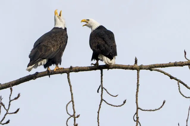 A pair of bald eagles call out while resting on a tree next to Union Bay, Tuesday, January 16, 2024, in Seattle. (Photo by Lindsey Wasson/AP Photo)