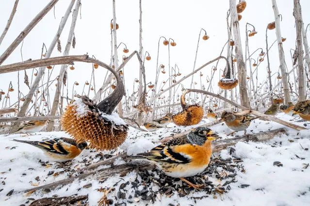 Wildlife second place: Mateusz Piesiak, Poland. A large sunflower field, which could not be mowed this year due to the water level, attracted thousands of bird species this winter, mostly greenfinches, goldfinches and bramblings. (Photo by Mateusz Piesiak/TNC Photo Contest 2021)