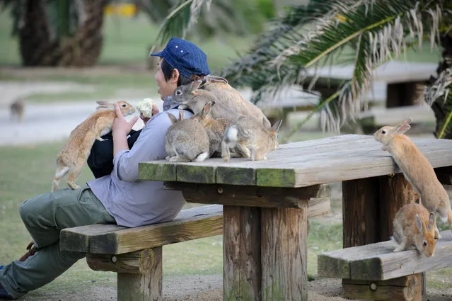 Rabbit Island in Japan