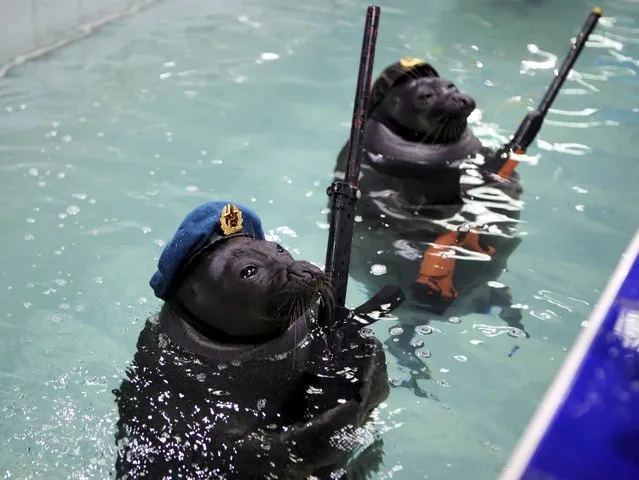 Seals dressed in military uniforms swim during a show marking the 70th anniversary of the end of World War Two, at an aquatic park in the Siberian city of Irkutsk, Russia, May 9, 2015. (Photo by Evgeny Kozyrev/Reuters)
