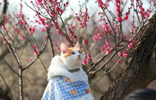 A pet cat follows its owner to enjoy the blooming plum blossoms on Meihua Mountain in Nanjing, Jiangsu province, March 2, 2024. (Photo credit should read CFOTO/Future Publishing via Getty Images)
