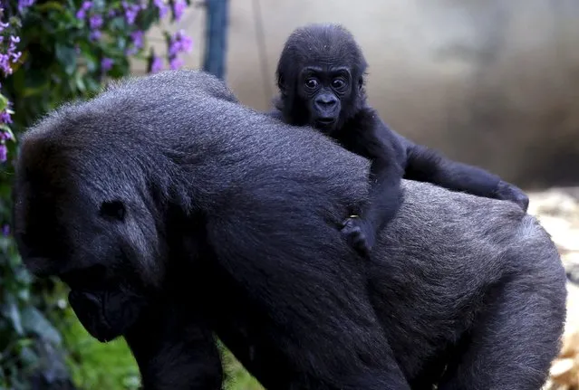 A Western Lowland Gorilla baby named “Mjukuu”, that was born in October last year, rides on the back of its Mother 'Mbeli' in their enclosure at Taronga Zoo in Sydney, Australia, May 19, 2015. (Photo by David Gray/Reuters)