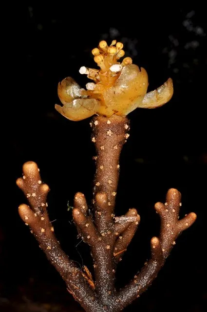 The coral plant Balanophora coralliformi is seen in this undated handout picture obtained by Reuters May 21, 2015. B. coralliformi one of SUNY College of Environmental Science and Forestry's “Top 10” species discovered in 2014. (Photo by P.B. Pelser & J.F. Barcelona/Reuters)